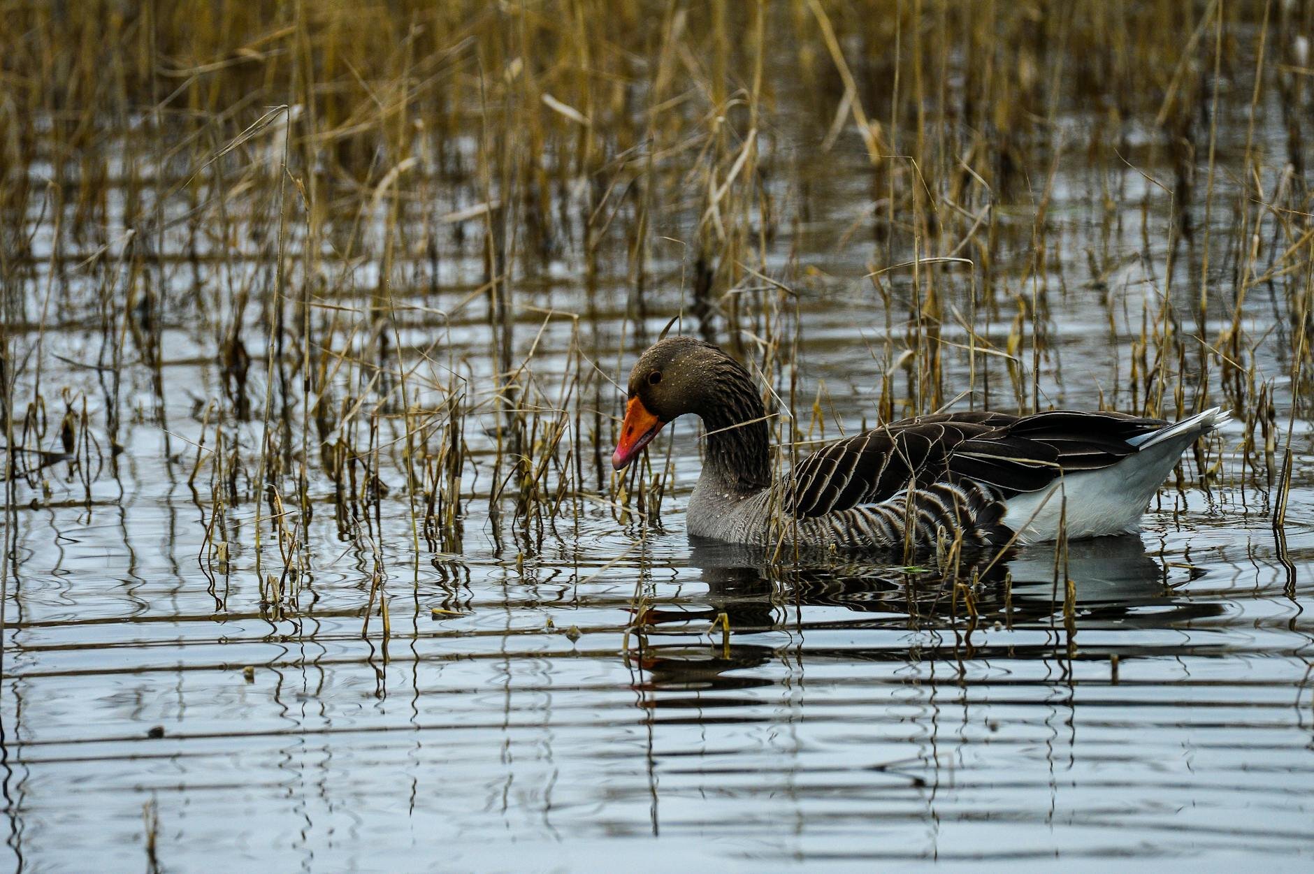 a goose on a shallow lake