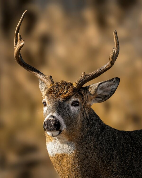 Whitetail Hunts