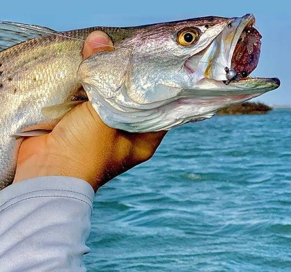 Speckled Trout