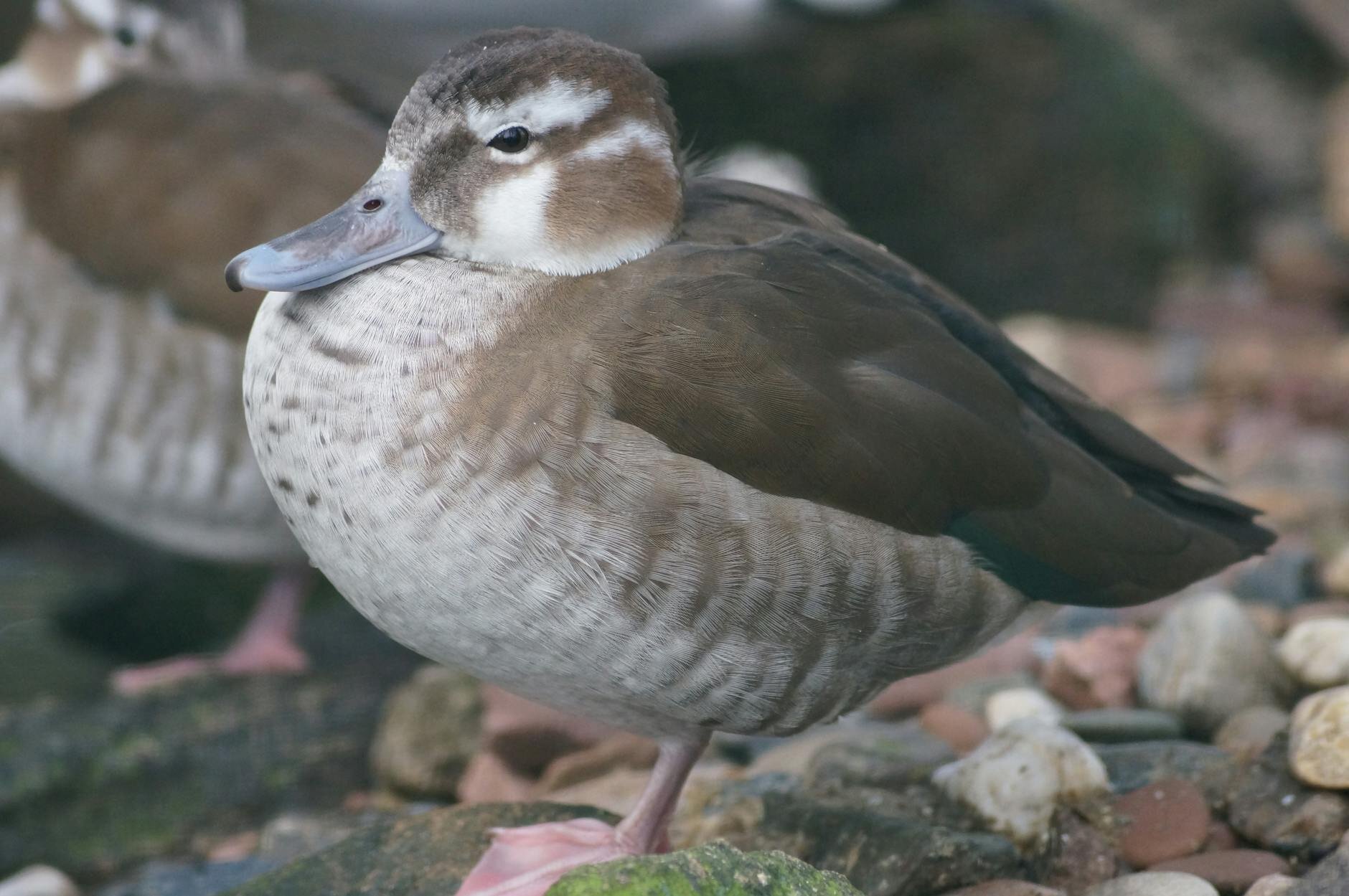silver teal on a rocky shore