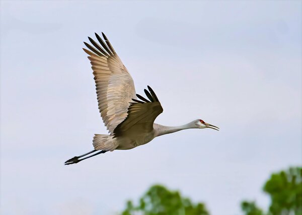 Sandhill Crane Hunts