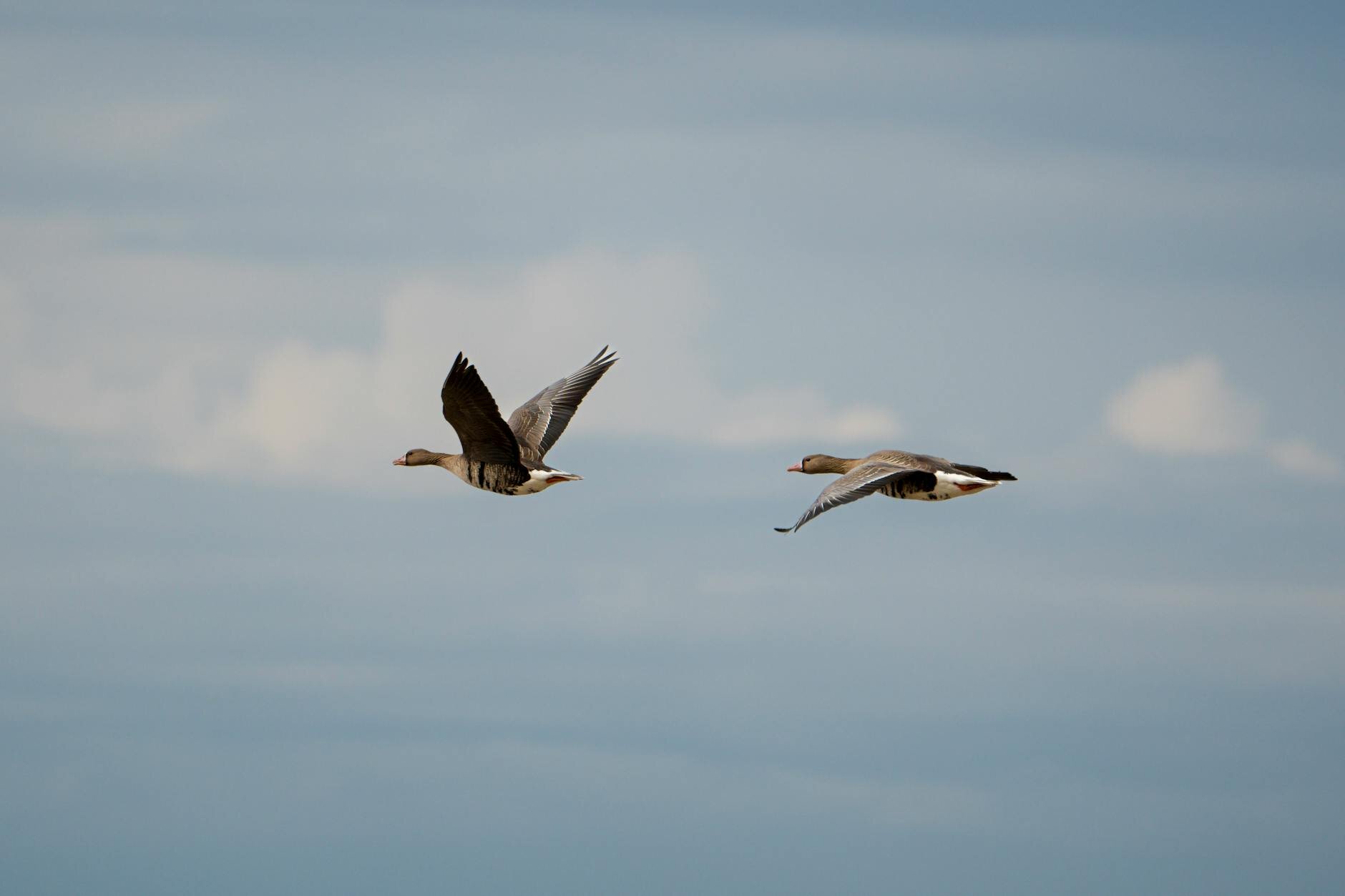 snow geese in flight