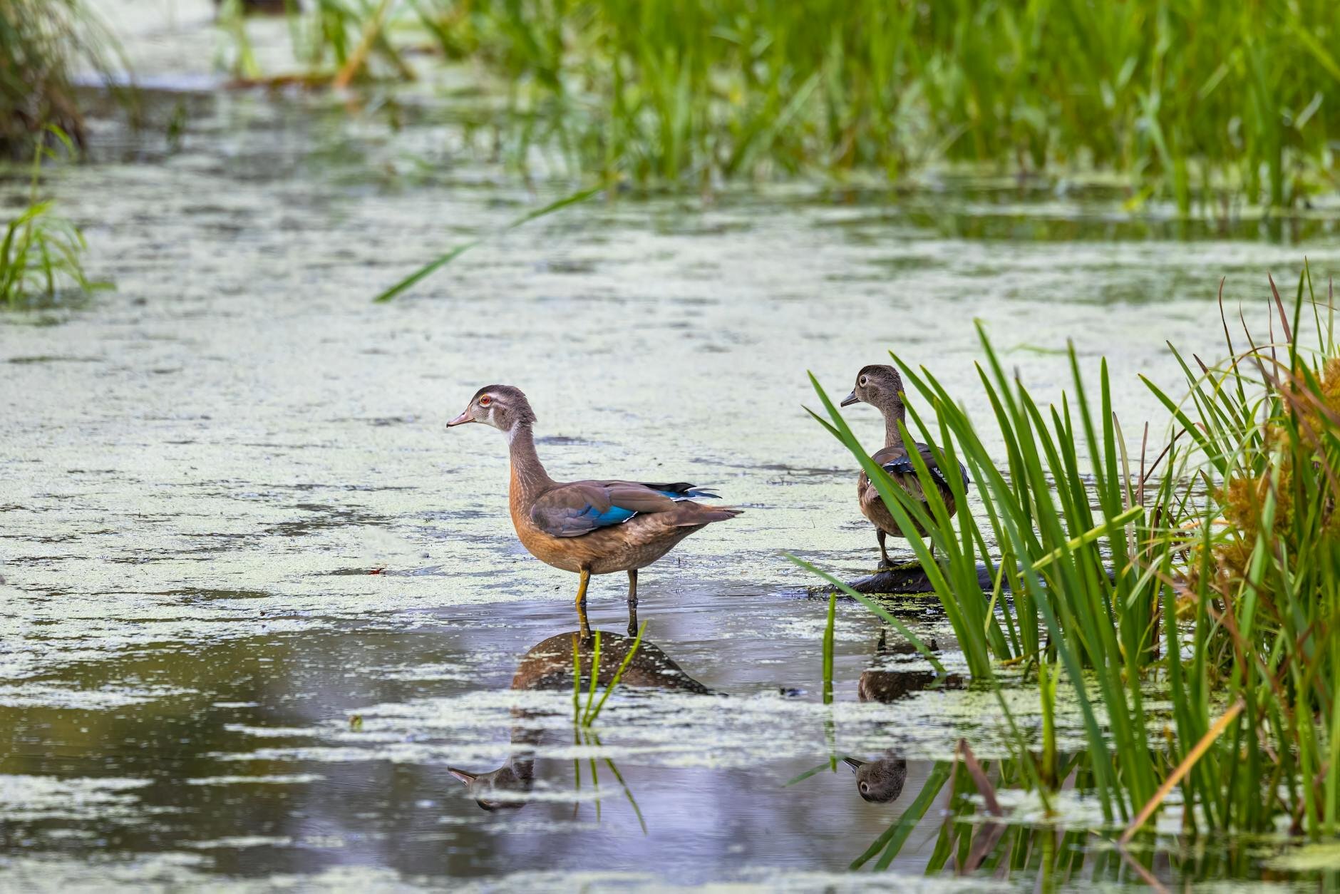 ducks standing on rocks