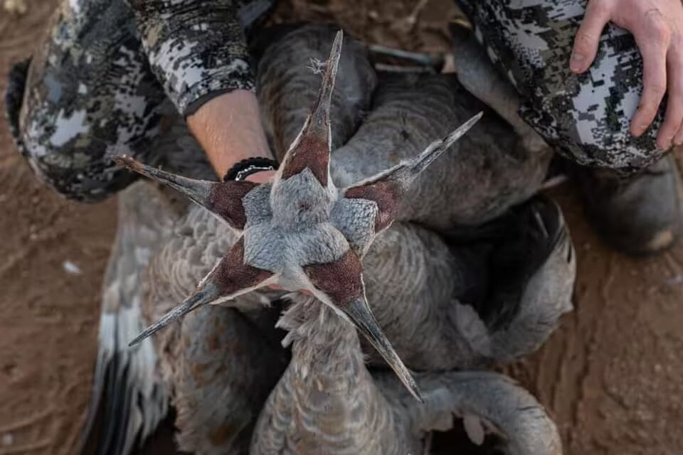 top view of a hunter holding 5 sandhill crane birds from a guided hunt