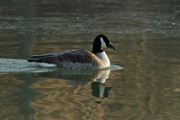 Canadian goose gliding over the lake