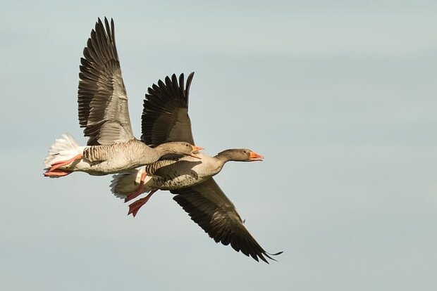 two greylag geese flying through a clear sky