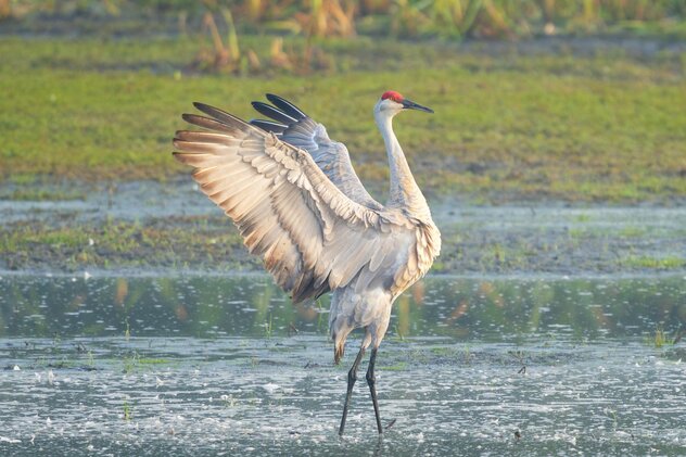 Sandhill crane flapping its wings on a wetland