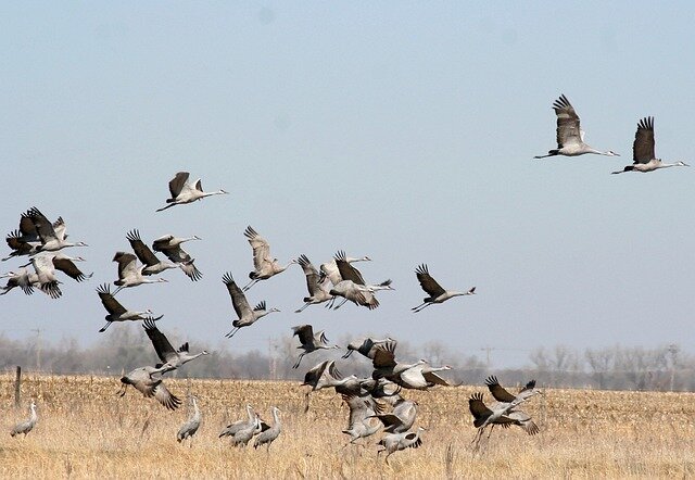 great view of sandhill cranes in flight