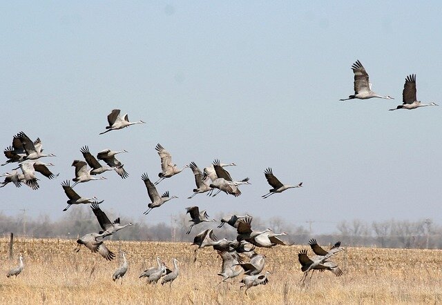 great view of sandhill cranes in flight