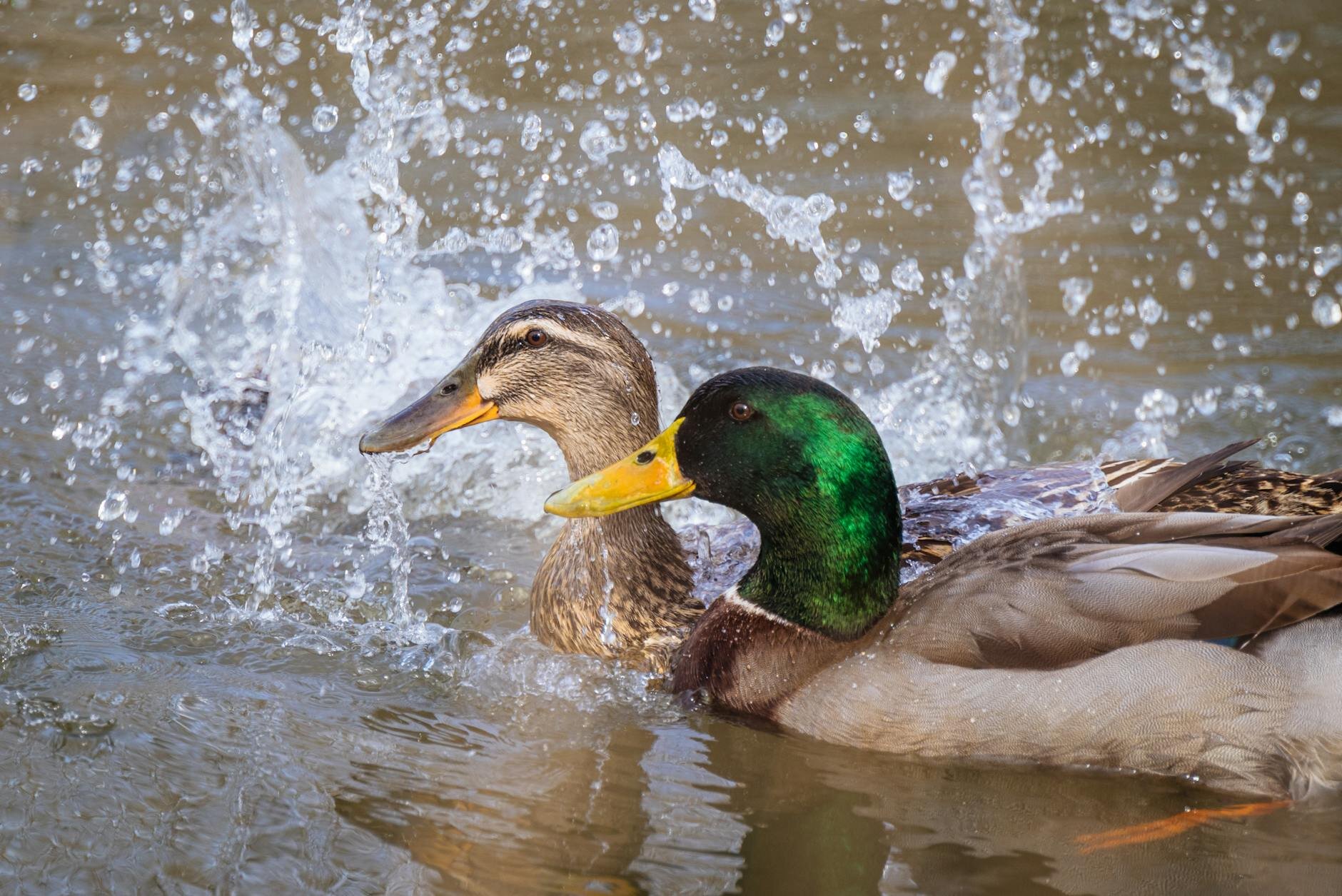 pair of duck splashing water