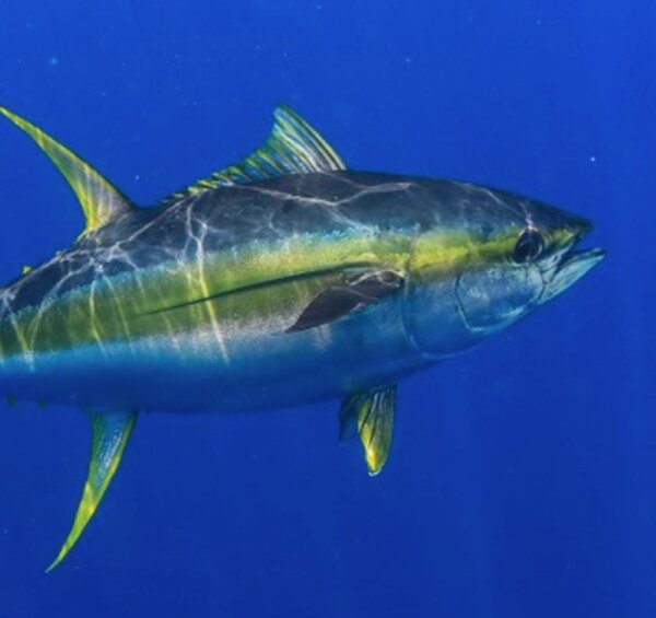 Tuna