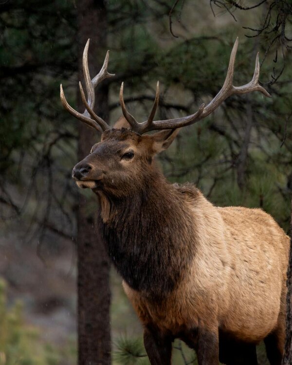 Elk Hunts