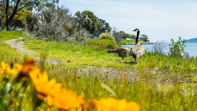 Canada goose by the shore