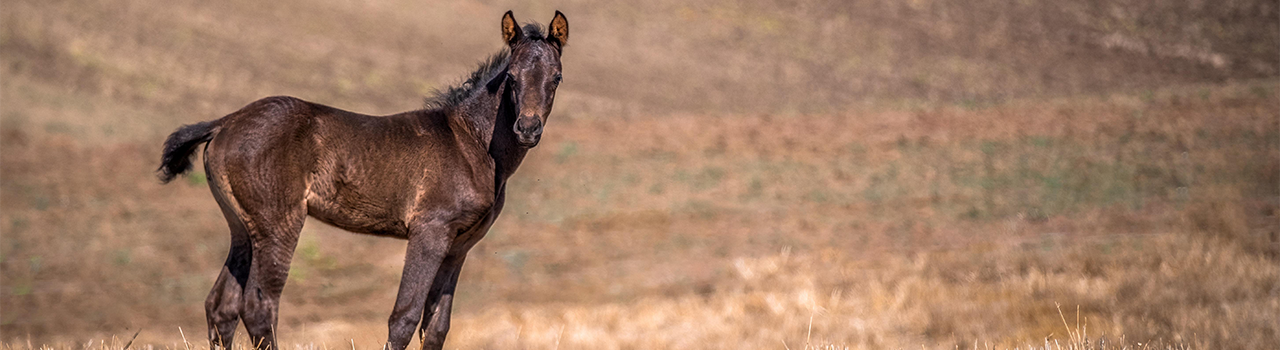horse
