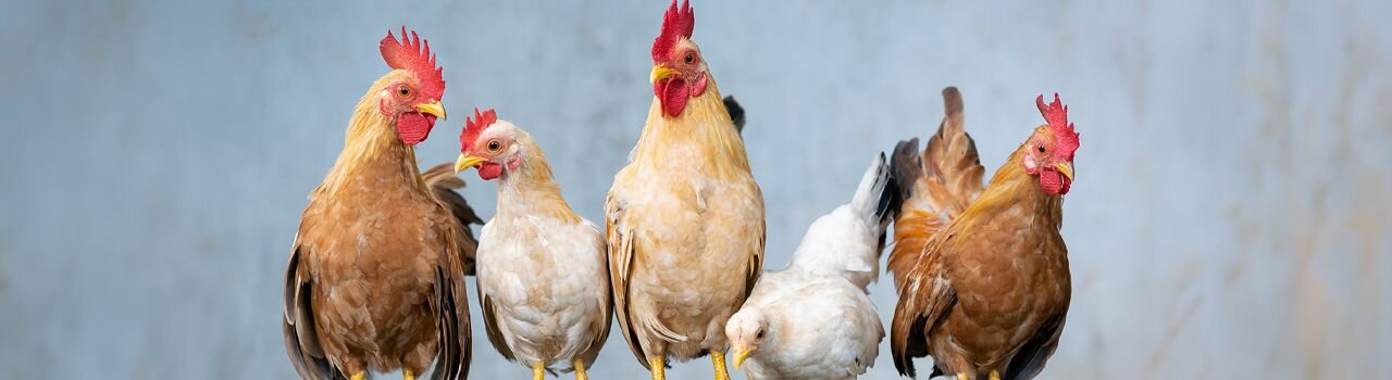 Poultry and Livestock