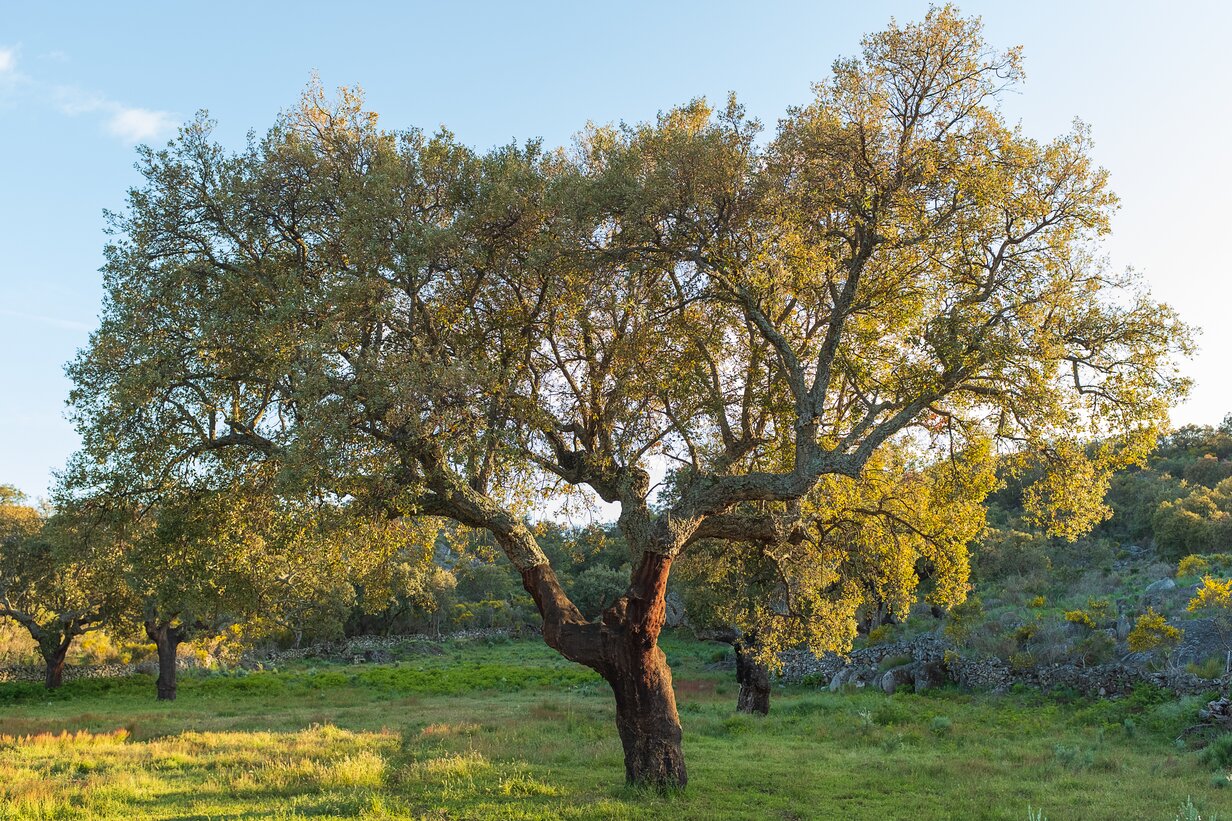 Olive tree in a Mediterranean grove
