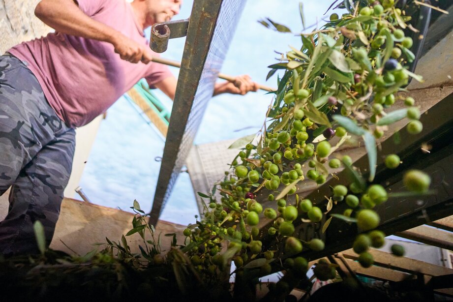 Harvesting olives by hand in the grove