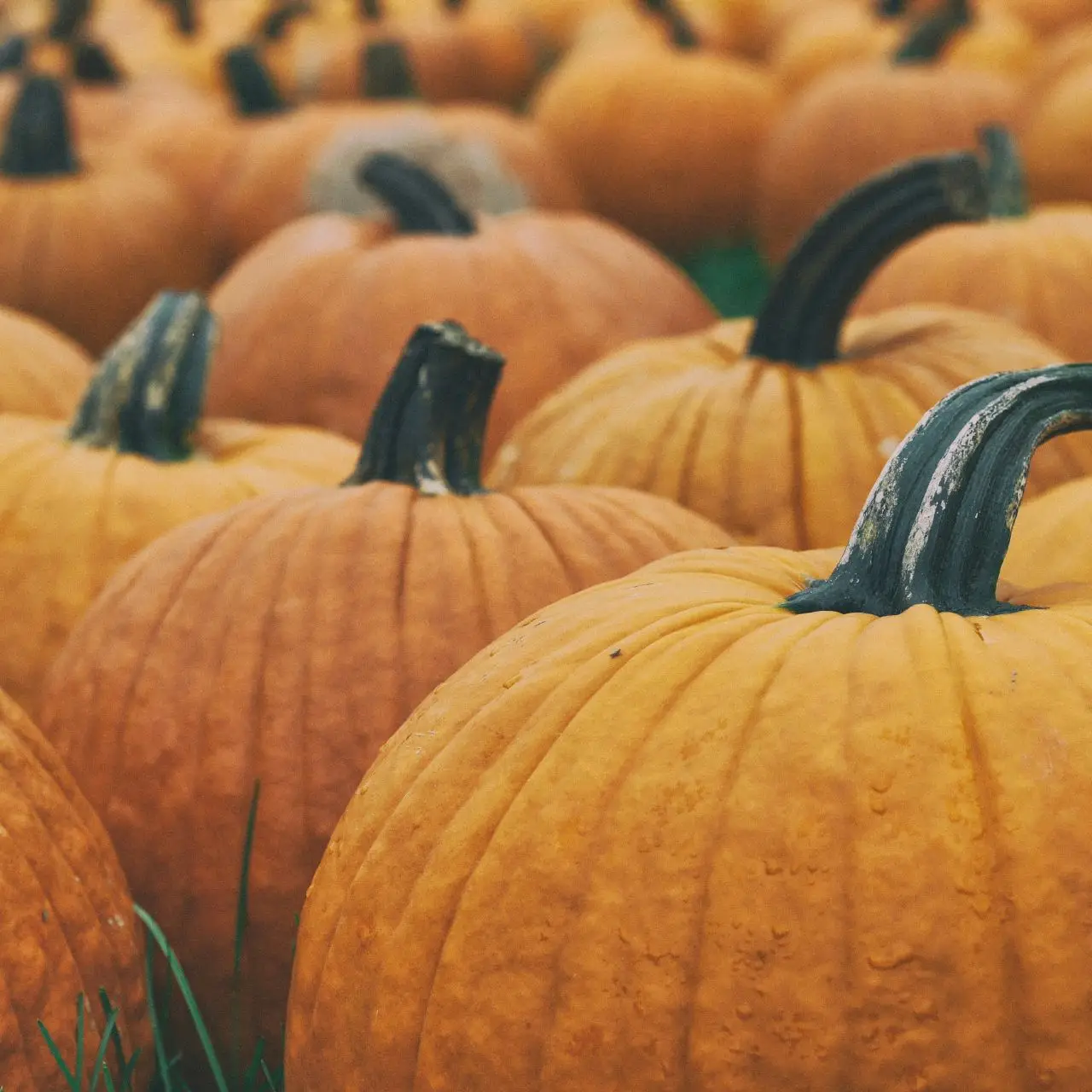 Perseverance Pumpkin Patch