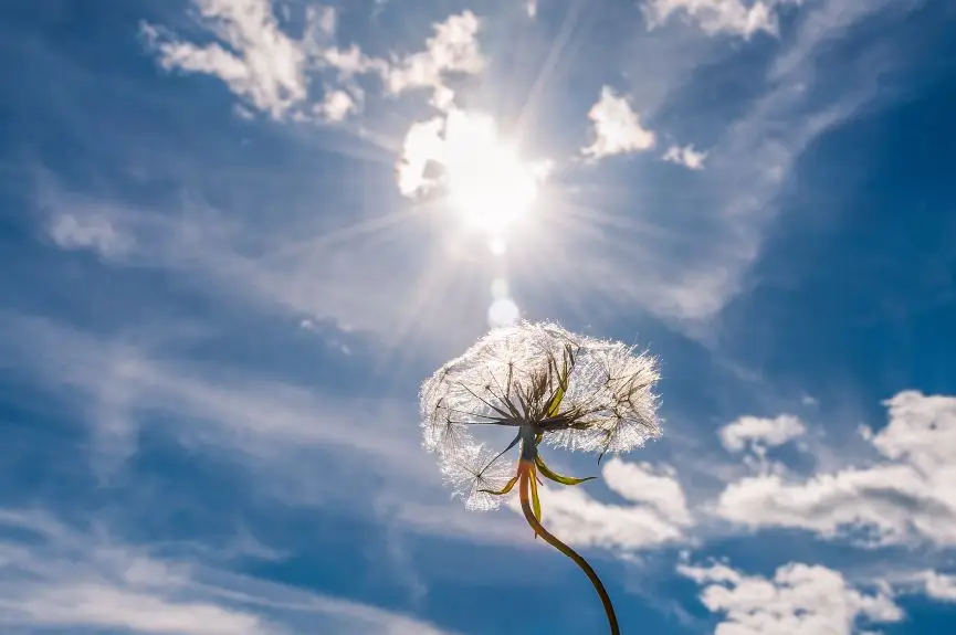 A Little Hope Everyday