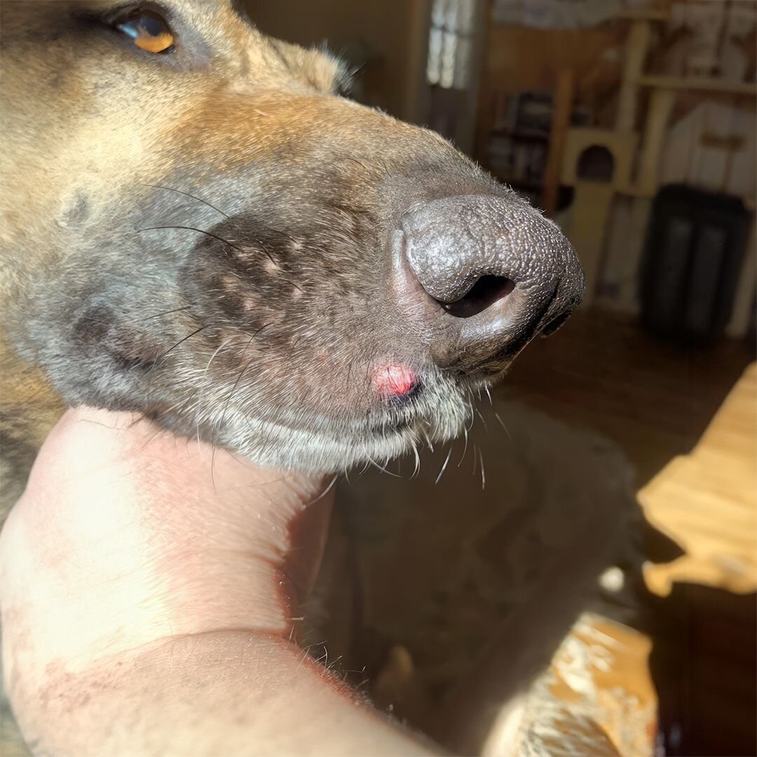 Black dog looking at bowl