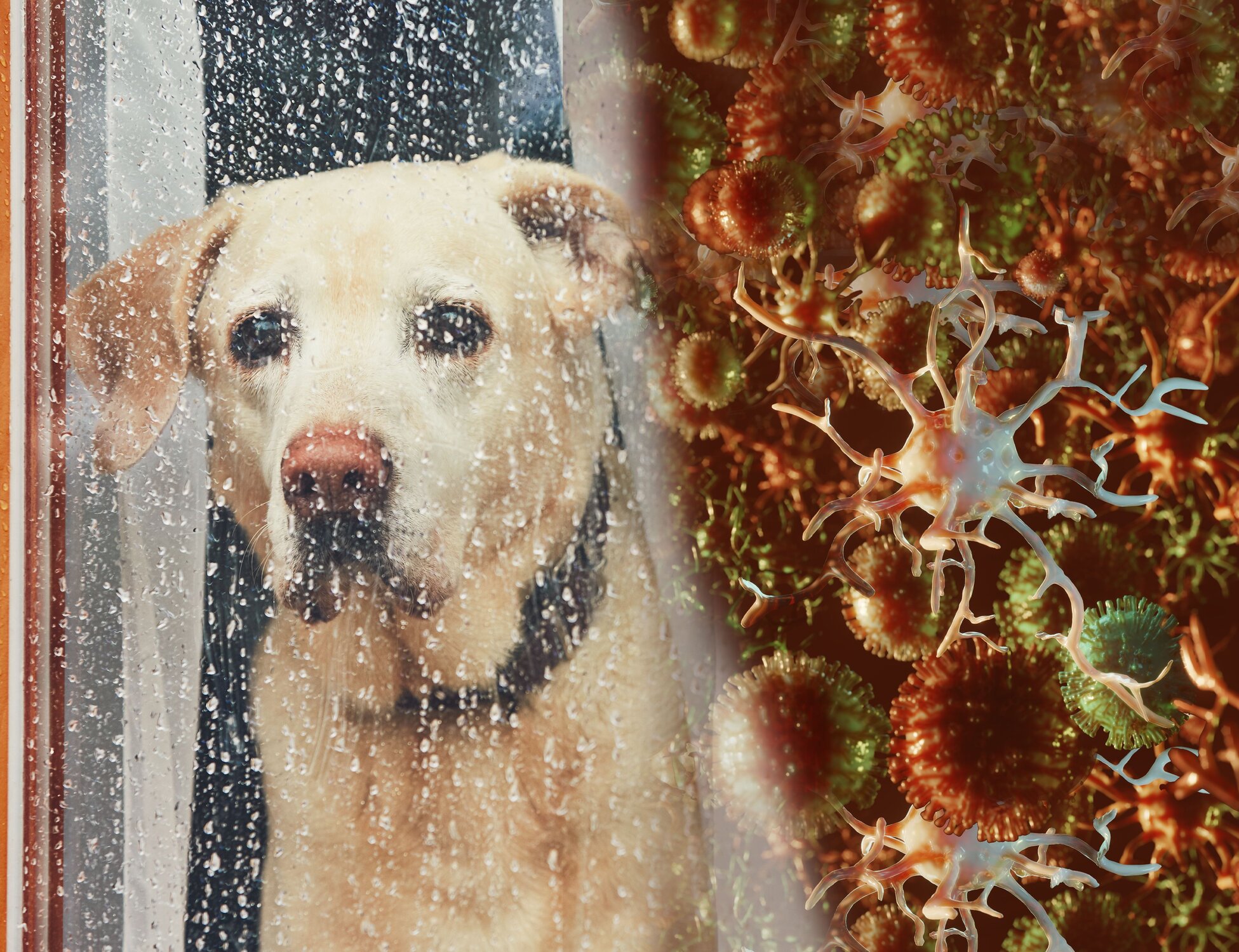 Dog closeup lying down