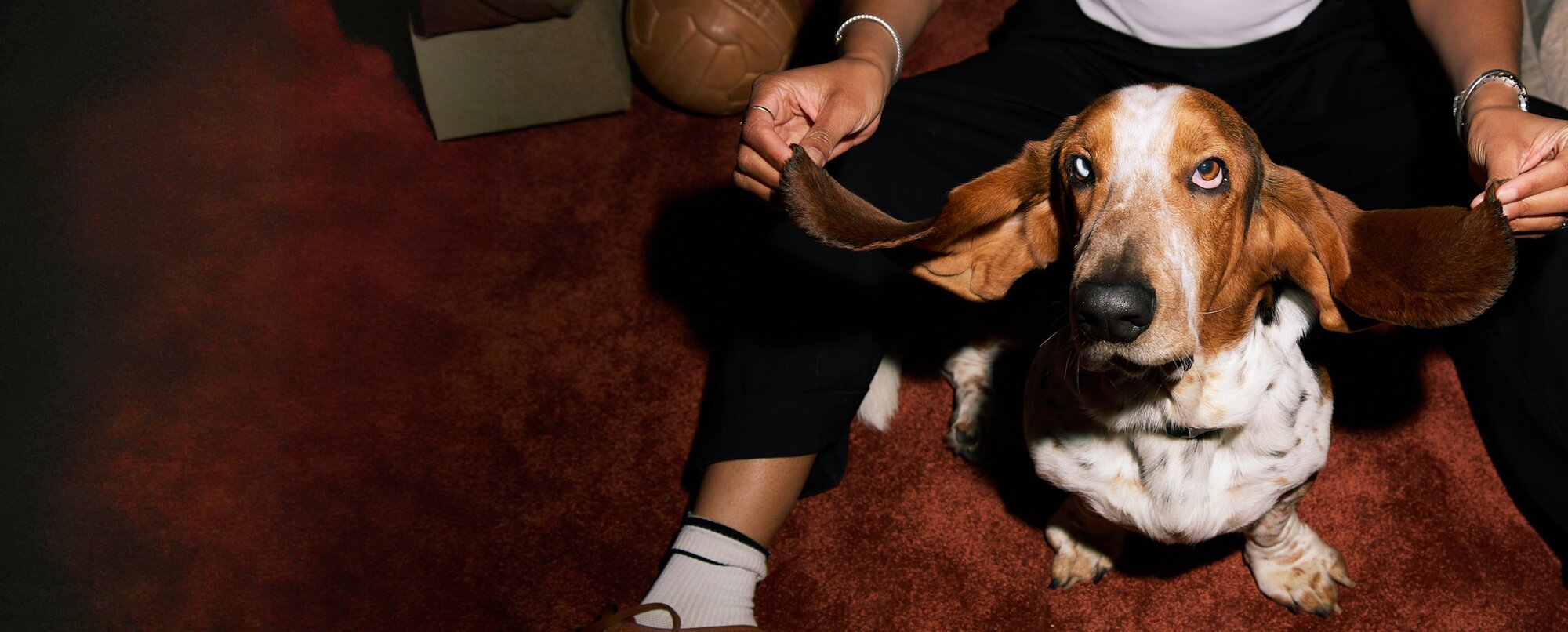 Dog sat between somebody's legs with their long ears held out