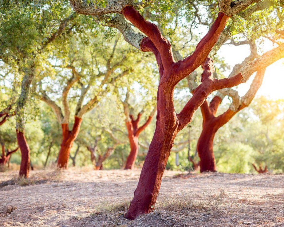 Quercus suber, commonly called the cork oak tree