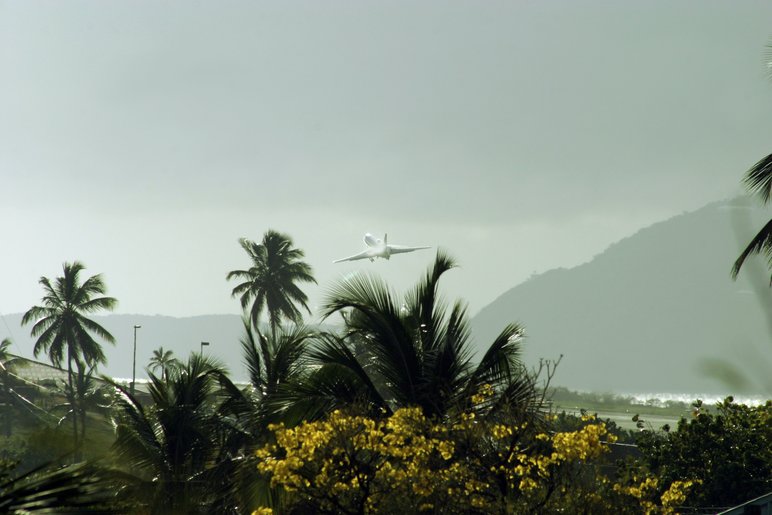 Plane soaring above palm trees in windy conditions