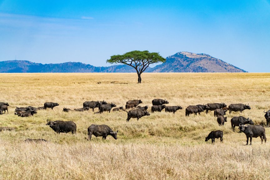Herd of buffalo grazing grassland with single tree and mountain in the background