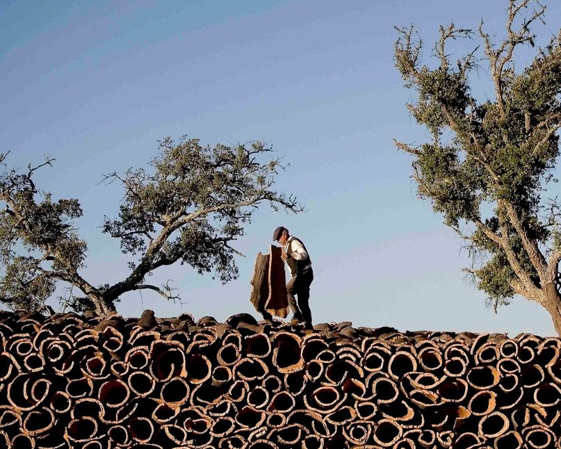 Cork extractor standing on cork tree bark