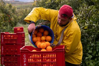 Producteur récoltant des agrumes