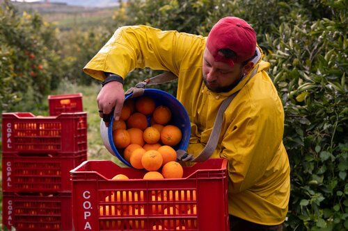 Producteur récoltant des oranges dans son verger