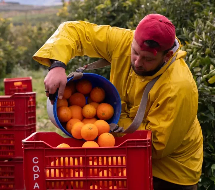 Un producteur partenaire récolte ses agrumes en cagettes