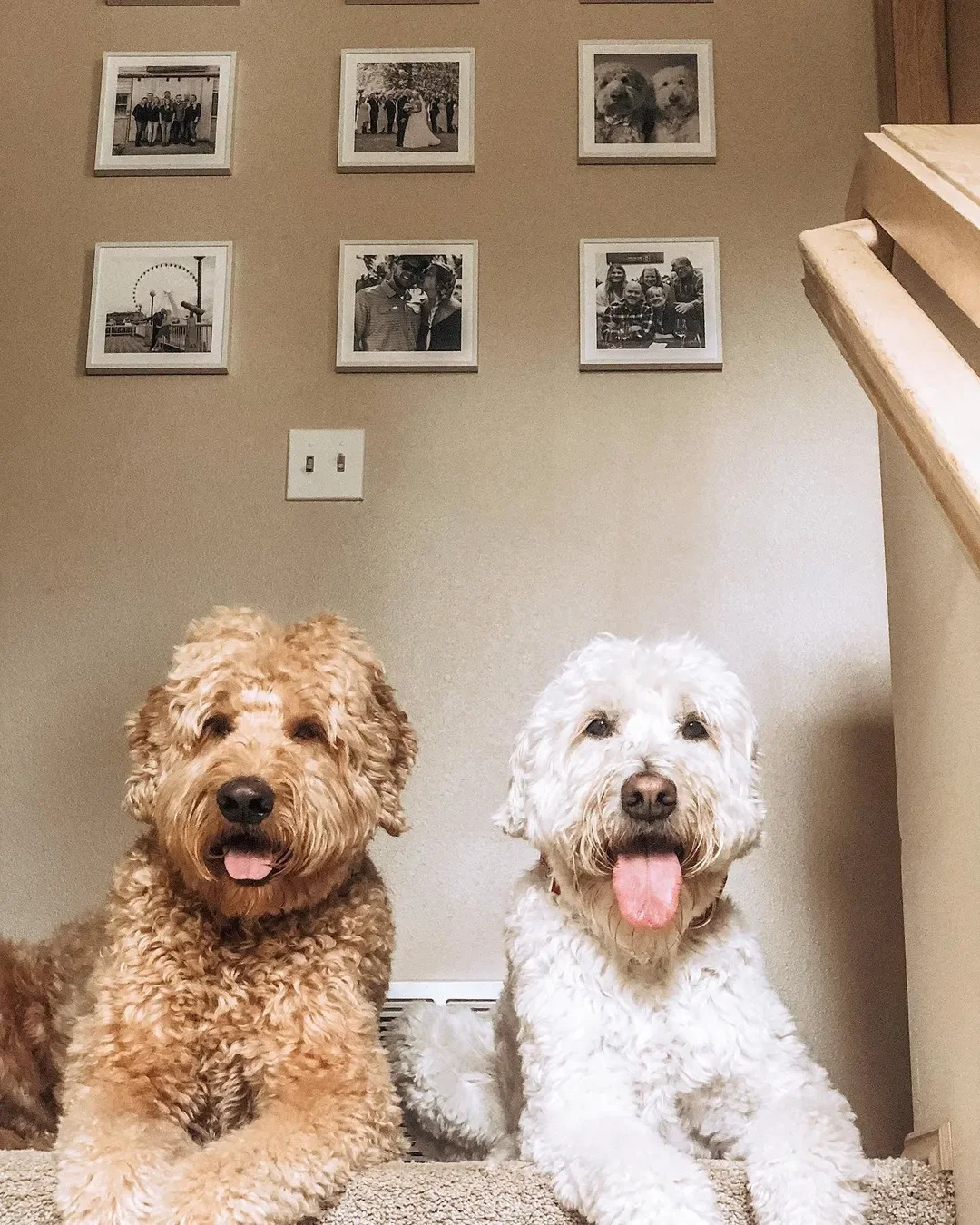 Birthday Gift Ideas for Dog Lovers: Personalize Their Joy