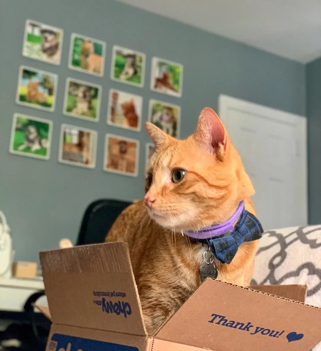 Gift for Cat Mom: Purr-fect Personalized Ideas