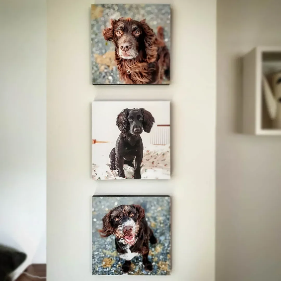 How to Make a Pet Portrait: Capture Your Furry Friend