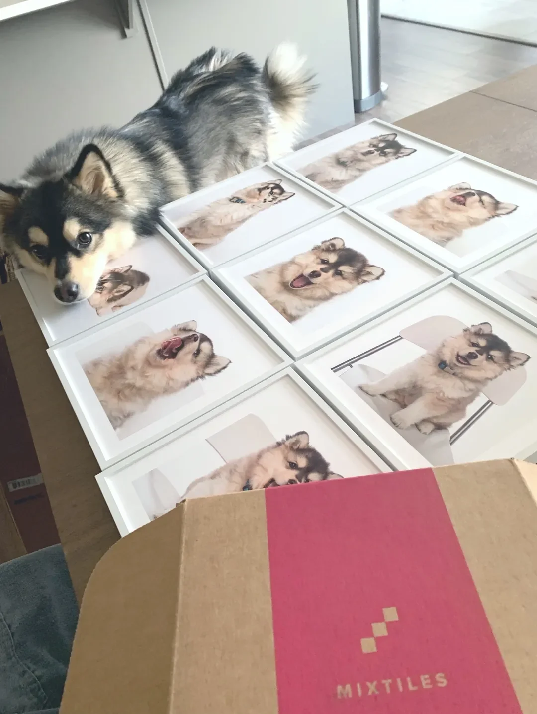 Pet Photo Book Ideas: Celebrate Your Furry Friend