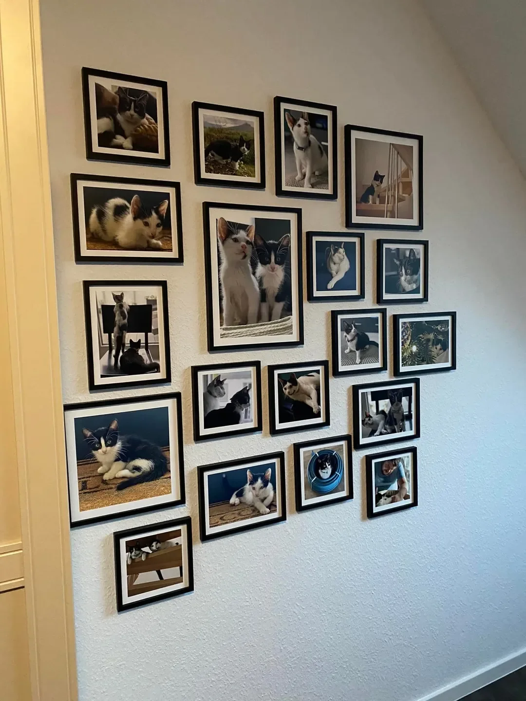 Cat Portrait Ideas: Capture Your Feline's Charm Today