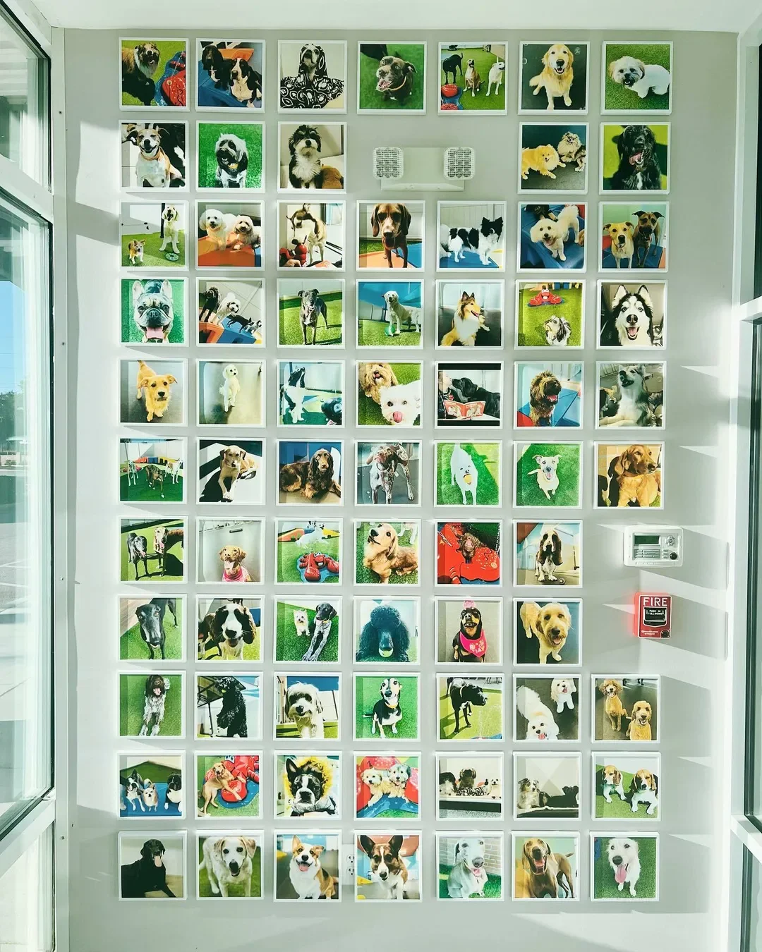 Father's Day Dog Dad Gift: Create Heartfelt Wall Art