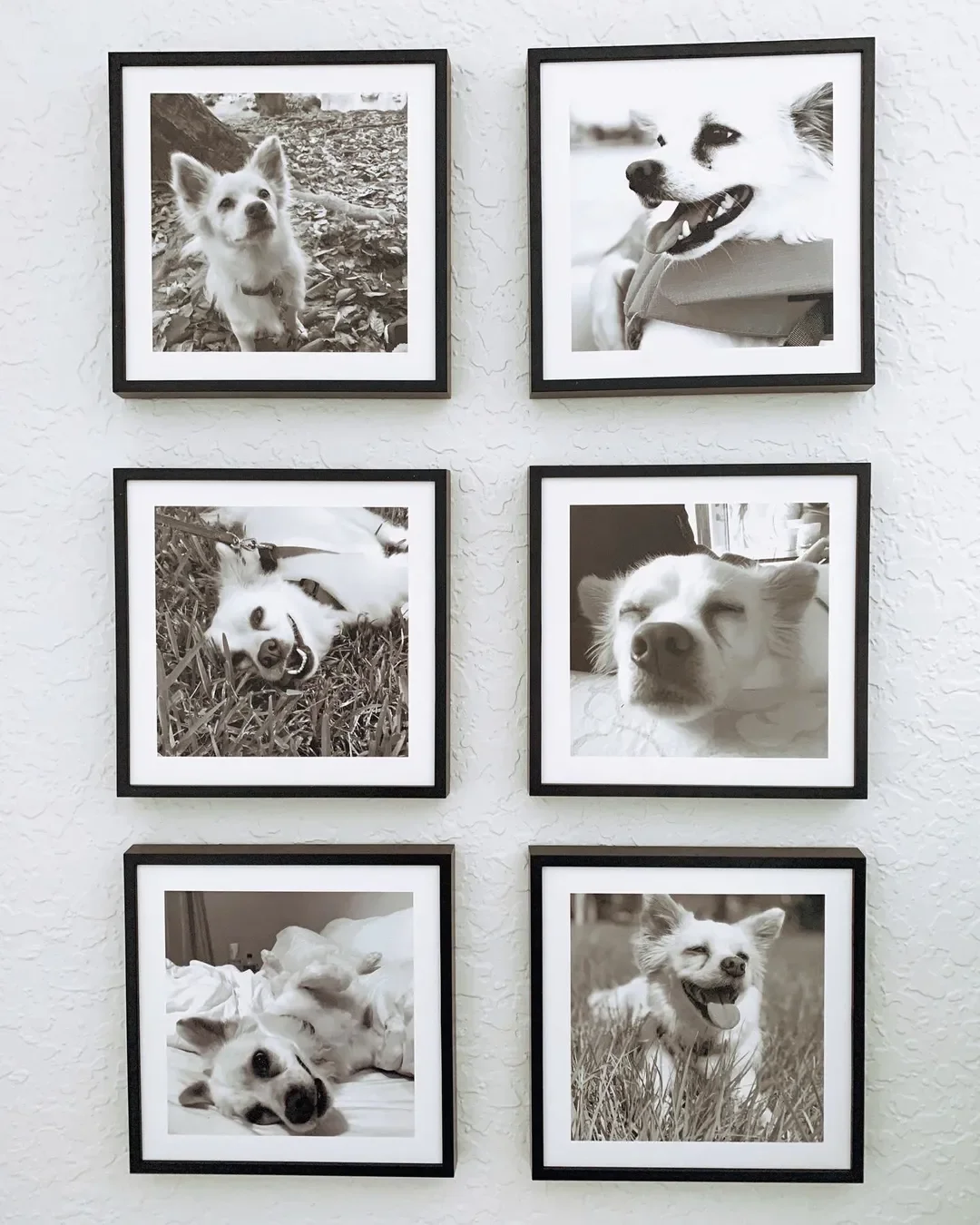 Pet Memorial Photo Book: Create a Lasting Tribute