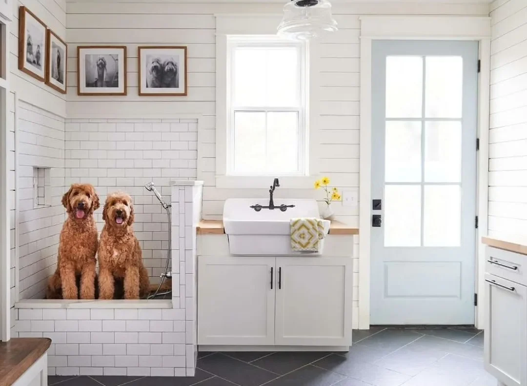 Minimalist bathroom with white sink, shower, and two dogs.