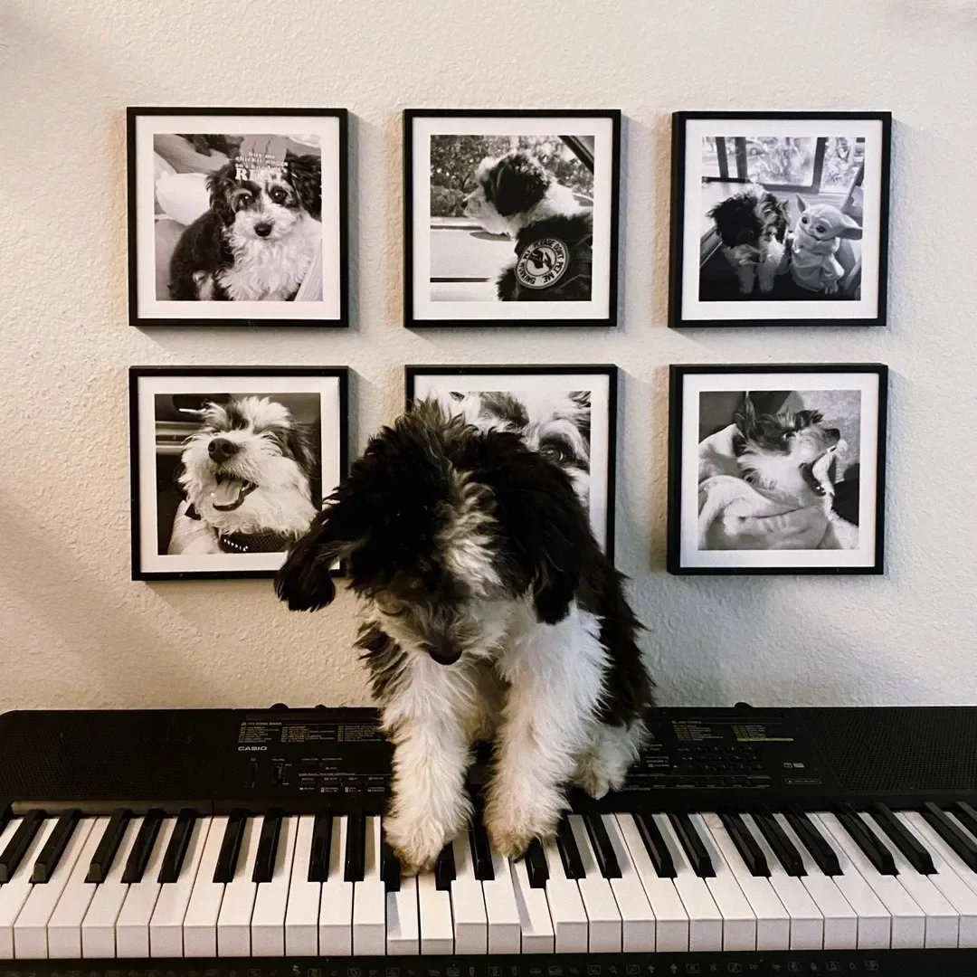 Dog Portrait Ideas: Capture Your Pup's Personality