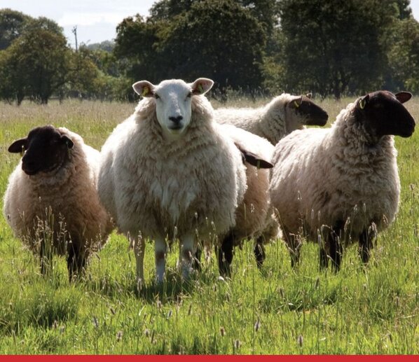 Sheep in a farm field