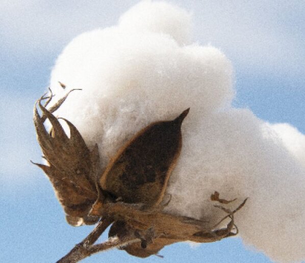 cotton plant