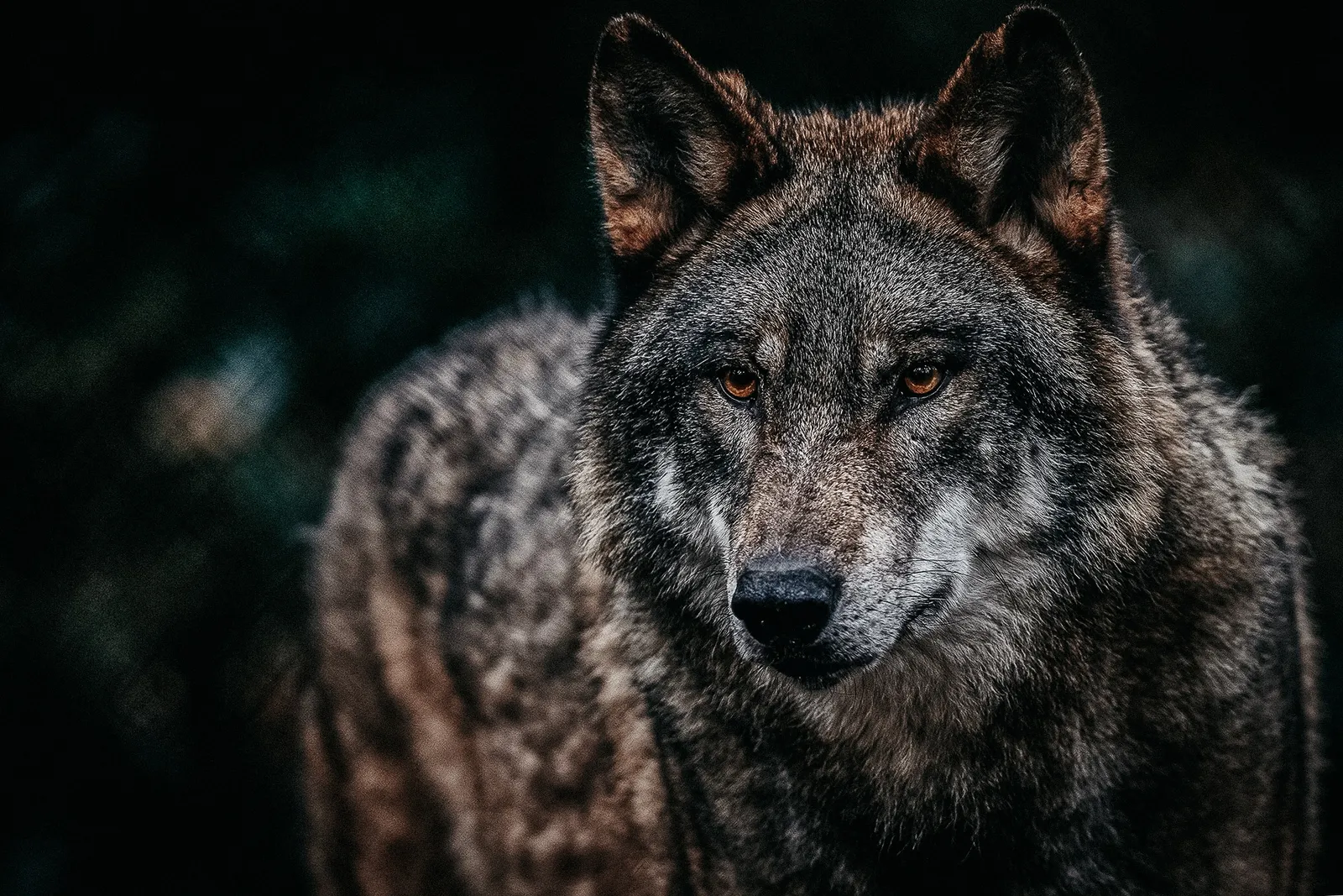 gray wolf