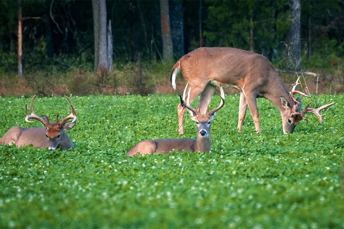 Whitetail Institute: The Staying Power of the Food Plot King