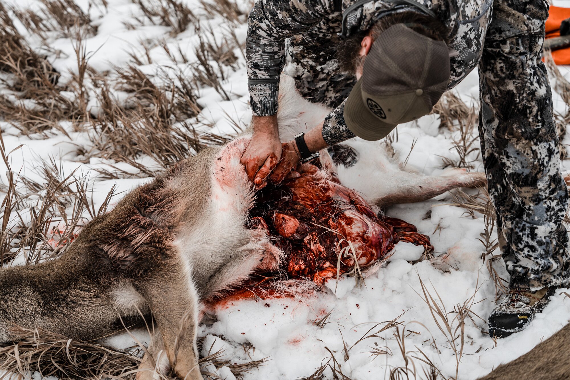 field dressing a deer