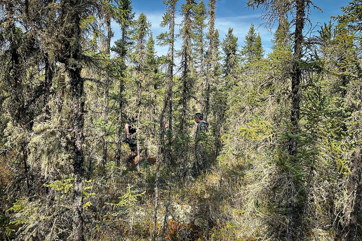 boreal forest