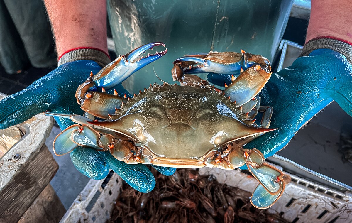 Chesapeake blue crab