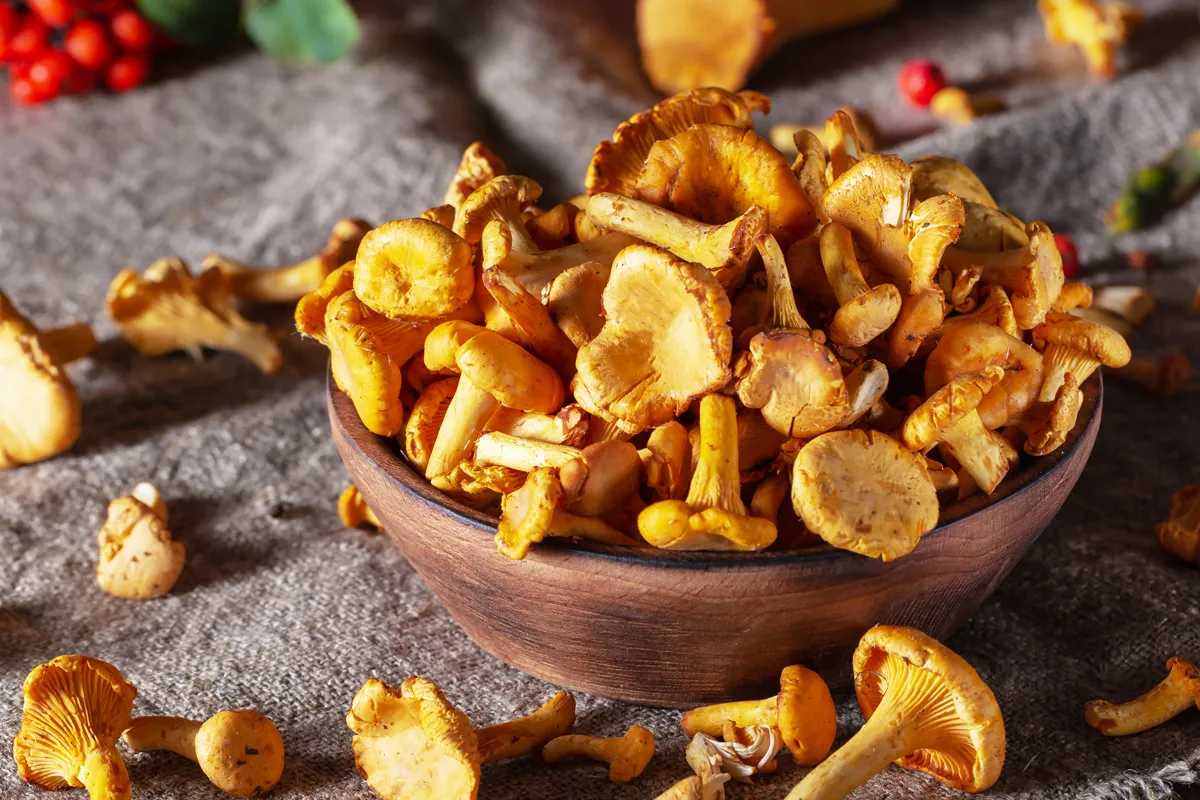 chanterelle fall mushrooms